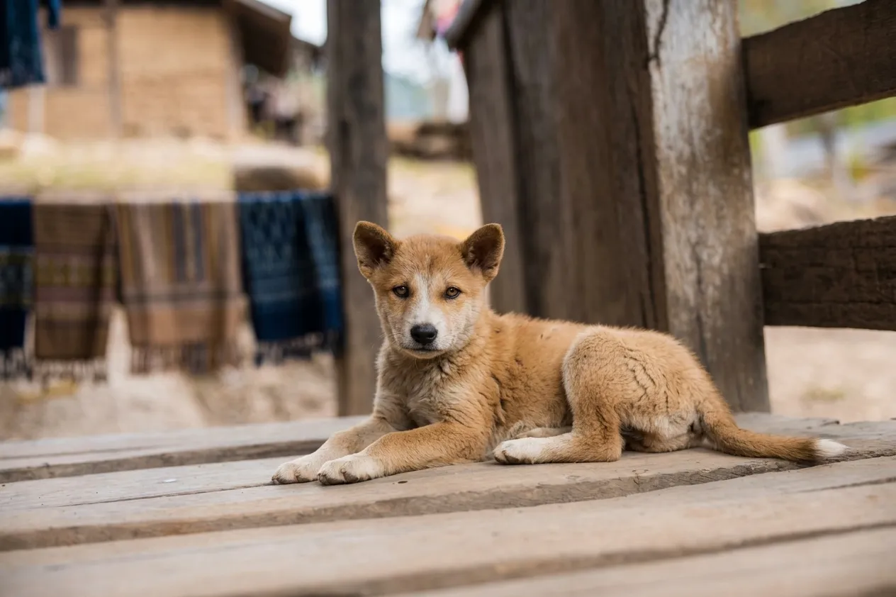 Original pet animal photo with background